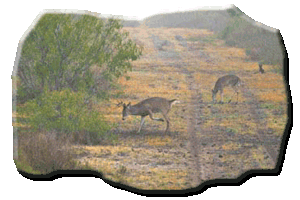 typical-white-tail-deer-found-on-mule-creek-ranch-image02
